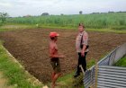 Warga-Jatikalang-Ubah-Lahan-Kosong-Jadi-Produktif-dengan-Tanaman-Sayur