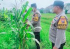 Polsek-Sukodono-Dorong-Ketahanan-Pangan-Tanaman-Jagung-Lewat-Peran-Aktif-Bhabinkamtibmas