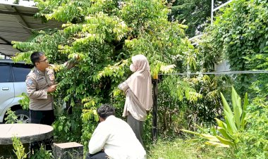 Polsek-Waru-Masifkan-Peran-Bhabinkamtibmas-Cek-Perkembangan-Tanaman-Ketahanan-Pangan