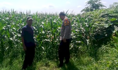 Polsek-Tarik-Ajak-Warga-Berkolaborasi-Masifkan-Giat-Ketahanan-Pangan