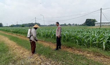 Polsek-Tarik-Laksanakan-Patroli-Ketahanan-Pangan-dan-Dialogis-Petani-Jagung