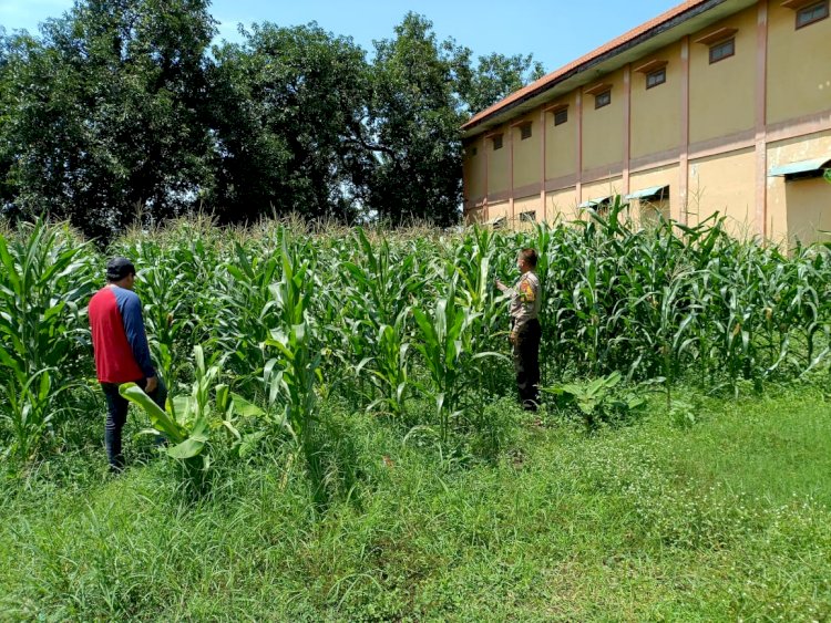 Polsek Balongbendo Dampingi Warga Kelola Jagung