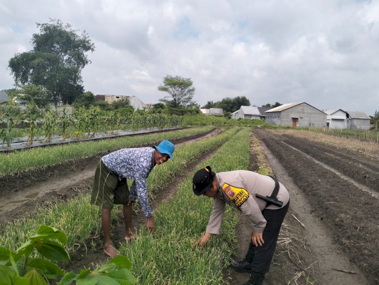 Bhabinkamtibmas Desa Gamping Polsek Krian Cek Perkembangan Pertanian Bawang Merah untuk Ketahanan Pangan