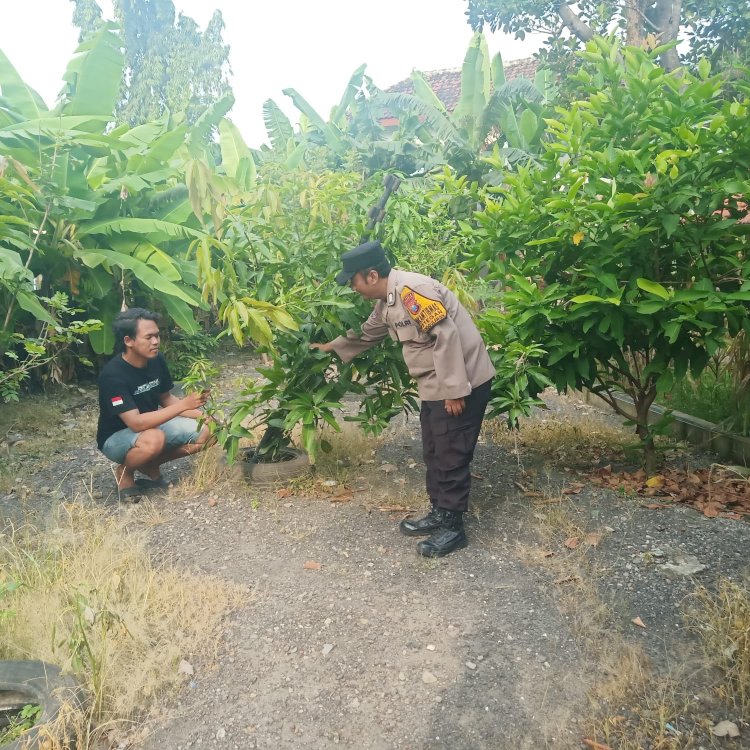 Polsek Tanggulangin Tinjau Langsung Pengelolaan Pekarangan Pangan Bergizi di Desa Ketegan