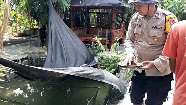 Budidaya Ikan Nila Warga Desa Terung Wetan Dukung Asta Cita Presiden Prabowo di Sektor Ketahanan Pangan