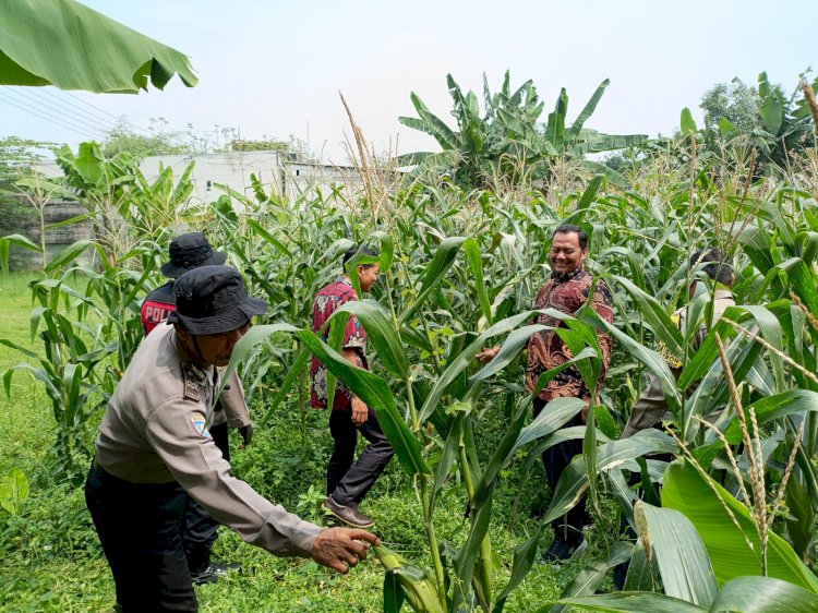 Sinergi Polsek Balongbendo, Pemdes Penambangan dan Kelompok Tani Wujudkan Ketahanan Pangan Mandiri