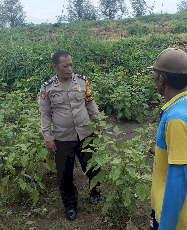 Bhabinkamtibmas Desa Tambak Kalisogo Bersama Petani Cek Tanaman Sayur Dukung Swasembada Pangan
