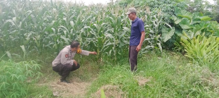 Polsek Tarik Laksanakan Patroli Lahan Ketahanan Pangan di Desa Gampingrowo
