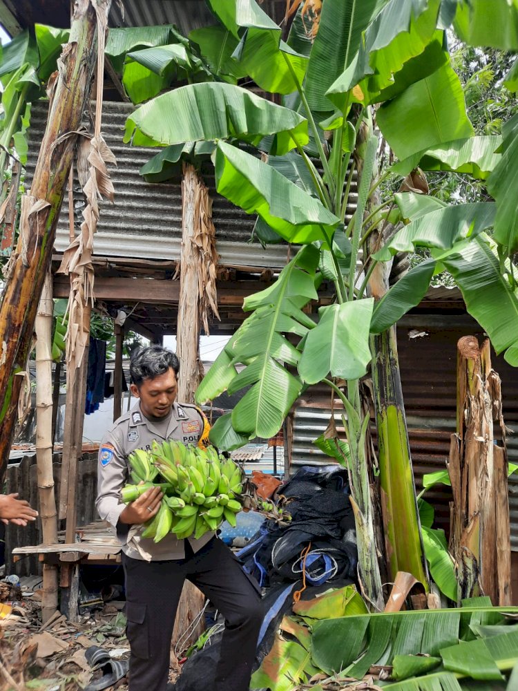 Polsek Sedati Dukung Ketahanan Pangan Melalui Pemanfaatan Lahan Pekarangan Warga Cemandi