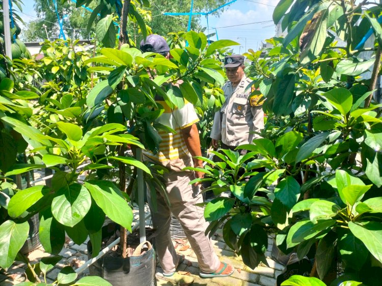 Wujud Ketahanan Pangan, Kanit Binmas Polsek Prambon Tinjau Lahan Tumpang Sari Padi dan Ketela Siap Panen