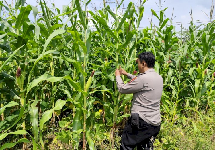 Bhabinkamtibmas Desa Permisan Tinjau Lahan untuk Perkebunan Sayuran