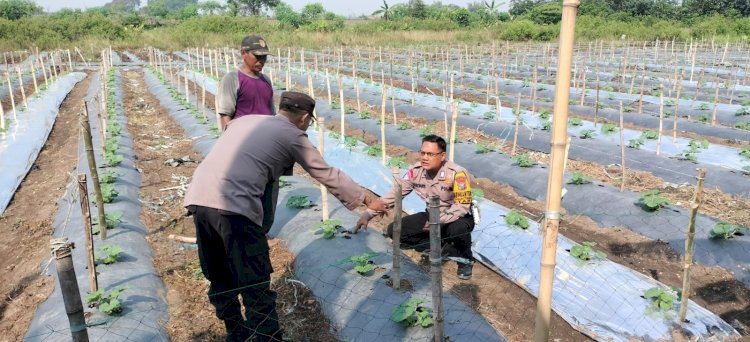 Polsek Taman Tinjau Perkembangan Lahan Ketahanan Tanaman Pepaya di Kelurahan Sepanjang