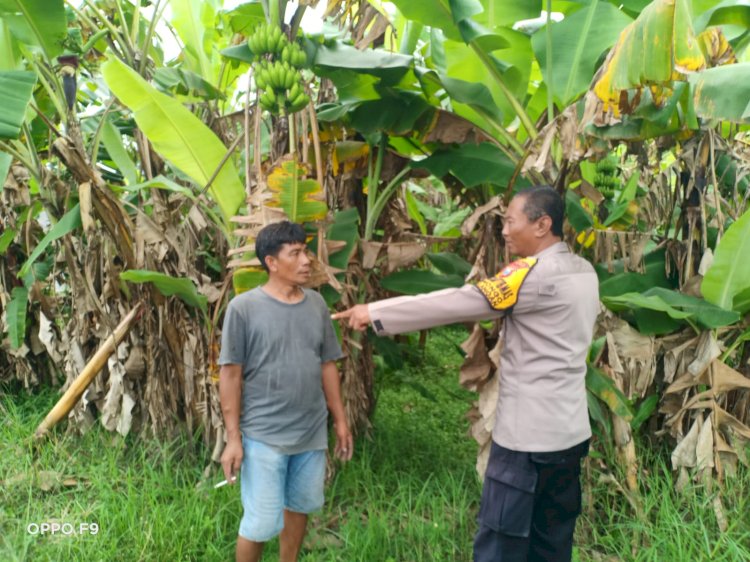 Optimalisasi Lahan Kosong, Bhabinkamtibmas Desa Kenongo Dampingi Petani Pisang