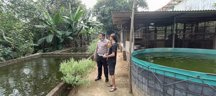 Kapolsek Tarik Apresiasi Budidaya Lele Warga Kramat Temenggung, Dukung Ketahanan Pangan