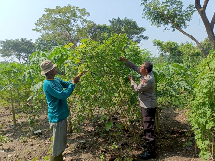 Program P2B Polsek Porong Dorong Swasembada Pangan di Desa Pamotan Sidoarjo