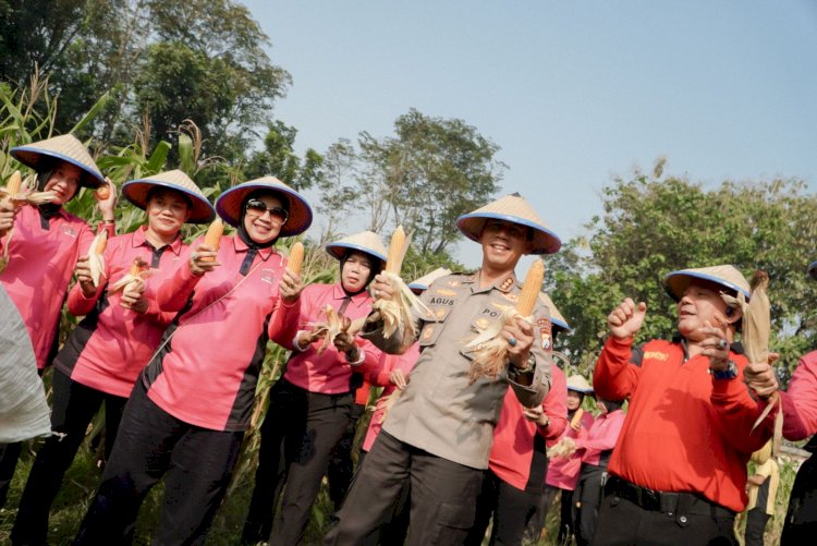 SPN Polda Jatim Gelar Panen Raya Jagung, Wujudkan Ketahanan Pangan