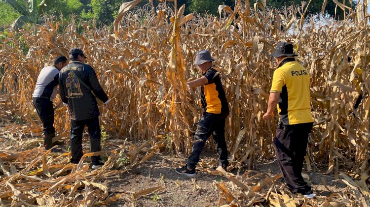 Polsek Balongbendo Gelar Pembersihan Lahan untuk Penanaman Jagung Serentak Dukung Ketahanan Pangan