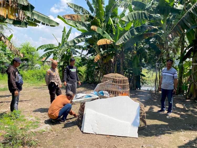 Dapatkan Laporan Masyarakat, Polsek Sedati Datangi Tempat Perjudian Sabung Ayam
