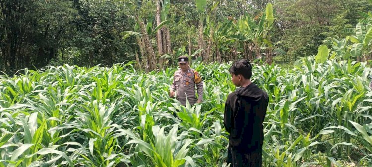Polsek Tarik Gandeng Ponpes Gencarkan Program Ketahanan Pangan