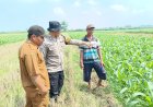 Polsek-Balongbendo-Dukung-Ketahanan-Pangan-Bergizi-di-Desa-Sumokembangsri