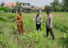 Kapolsek-Sukodono-Tinjau-Lahan-Bumdes-Bangsri-Dukung-Program-Ketahanan-Pangan-Nasional