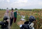 Polsek-Tanggulangin-Optimalkan-Peran-Bhabinkamtibmas-Dampingi-Petani-Jagung