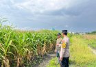 Bhabinkamtibmas-Taman-Cek-Lahan-Jagung-Warga