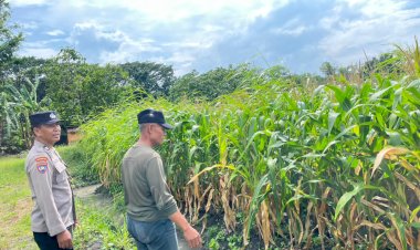 Polisi-Sambangi-Petani-Jagung-di-Sepanjang,-Hadirkan-Semangat-Baru-untuk-Ketahanan-Pangan