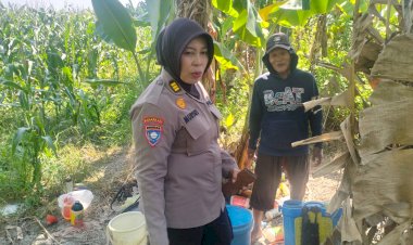 Polsek-Gedangan-Pastikan-Pertumbuhan-Jagung-Optimal,-Perkuat-Ketahanan-Pangan-di-Sidoarjo