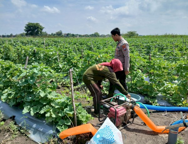 Polisi Dukung Ketahanan Pangan Petani Melon
