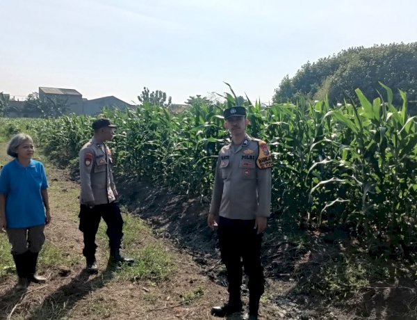 Polsek Taman Pantau Lahan Jagung, Perkuat Ketahanan Pangan di Sidoarjo