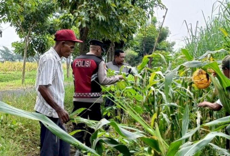 Polsek Krian Dukung Ketahanan Pangan Lewat Jagung