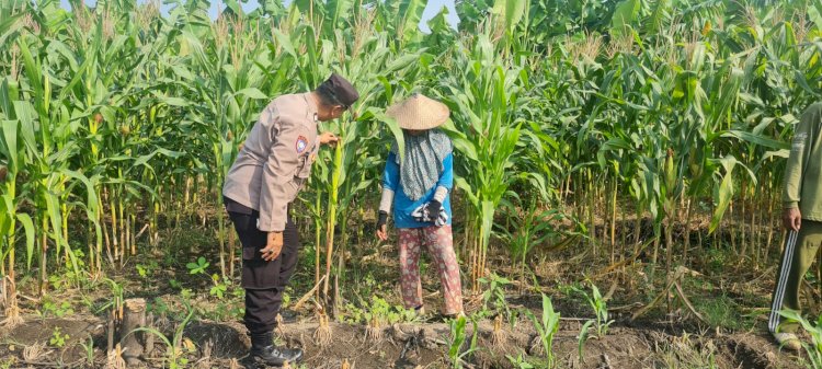Polsek Candi Dampingi Petani Pantau Pertumbuhan Jagung Dukung Ketahanan Pangan